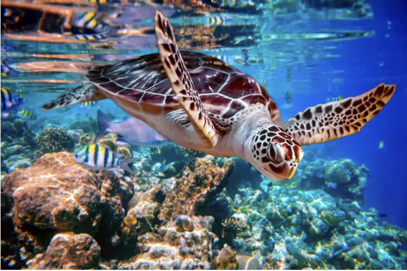 Sea Turtle Accidently Eat Plastic Trash Mistaking it For Food in the Ocean Every Year – California Pretty Magazine